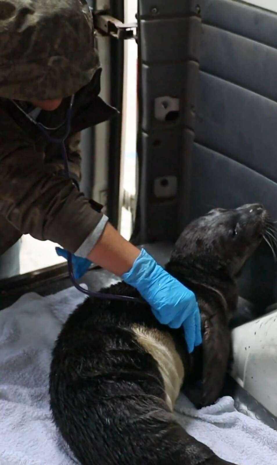 Marmaris’te Karaya Vuran Yavru Akdeniz Foku Koruma Altında 3